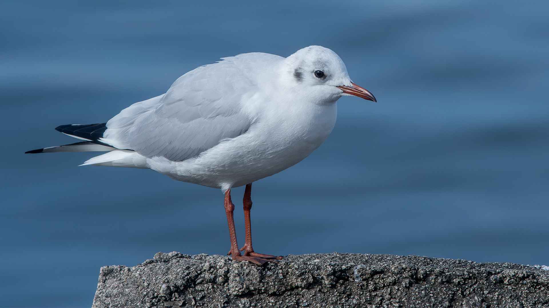 Black-headed Gull